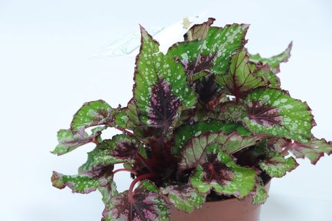 REX BEGONYA YEŞİL PEMBE