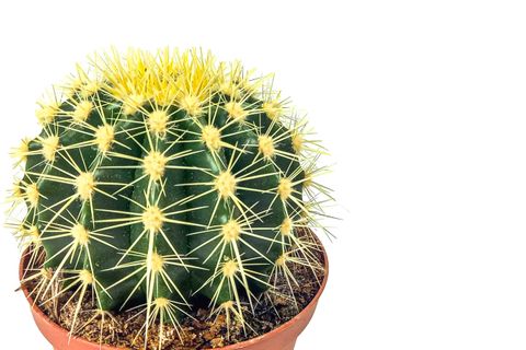 ECHİNOCACTUS GRUSONİİ EKİNO KAKTÜS