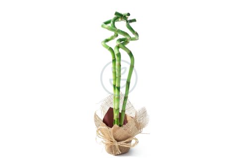 BİTKİM ŞANS BAMBUSU SPİRAL 3'LÜ SET - LUCKY BAMBOO 45-50 CM