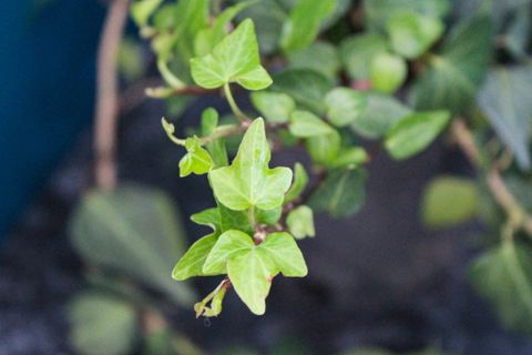 HEDERA HELİX SARMAŞIK DUVAR SARMAŞIĞI ORMAN SARMAŞIĞI SALON SARMAŞIĞI HAVAYI TEMİZLEYEN BİTKİ