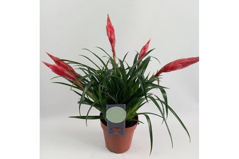 BROMELİA BİTKİSİ