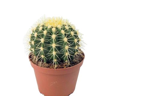 ECHİNOCACTUS GRUSONİİ EKİNO KAKTÜS
