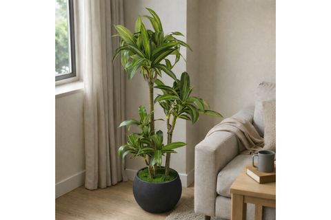 YAPAY MASENGENA AĞACI, 3 GÖVDELİ, 160 CM