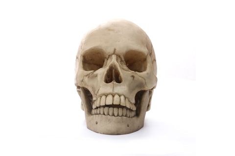 İNSAN KAFATASI HEYKEL BİBLO