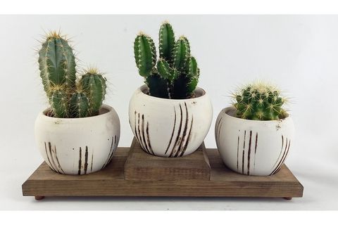 TERRACOTA ÇOKLU BEYAZ SAKSIDA KAKTÜS NO 3