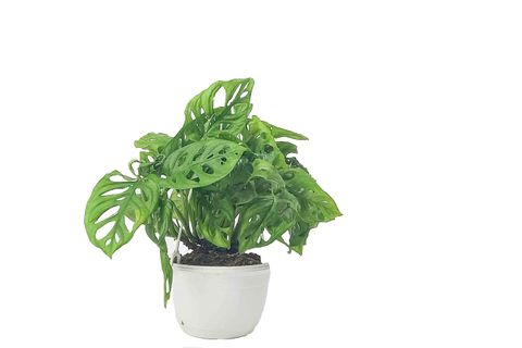 BİTKİ TASARIMI MONSTERA MONKEY MASK – ASKILI SAKSIDA SARMAŞIK DEVE TABANI