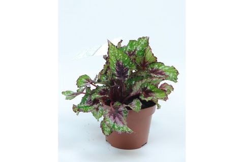 REX BEGONYA YEŞİL PEMBE