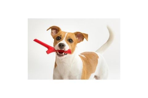 TUTTOMİO BABY İKİLİ KÖPEK OYUNCAĞI