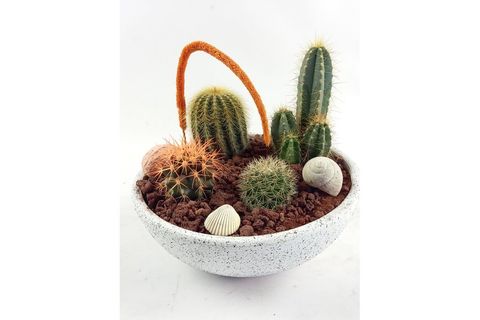 KAKTÜS ARANJMAN NO 4