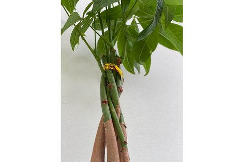 MERMAİD HOME PARA AĞACI, REFAH ÇİÇEĞİ PACHİRA AQUATİCA 45 55 CM