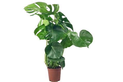 MONSTERA DELİCİOSA  DEVE TABANI