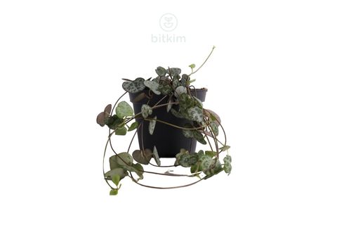 BİTKİM CEROPEGİA WOODİİ 40 CM KALP KALBE KARŞI YEŞİL BİTKİSİ