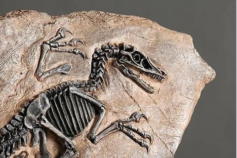 VİNTAGE T REX DİNOZOR FOSİL DEKOR