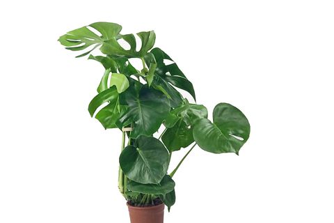 MONSTERA DELİCİOSA  DEVE TABANI