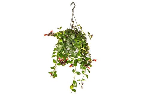 CANLI BİTKİ AESCHYNANTHUS RADİCANS RUJ ÇİÇEĞİ MAKROME SAKSILI
