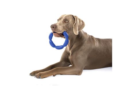 HULADOG BÜYÜK BOY KÖPEK OYUNCAĞI