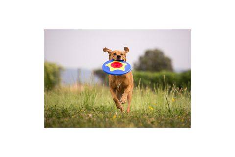 TİRA MOLLY MİNİ KÖPEK ÖDÜL OYUNCAĞI