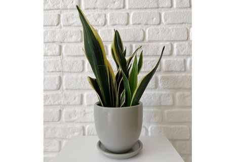 ODKA U TİPİ TABAKLI SAKSI, GRANİT, 15 CM
