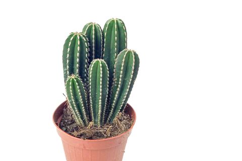 MARGİNATOCEREUS MARGİNATUS KAKTÜS İTHAL