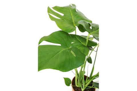 CANLI BİTKİ MONSTERA DELİCİOSA EXTRA DEVE TABANI, 60 CM