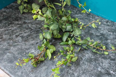 HEDERA HELİX SARMAŞIK DUVAR SARMAŞIĞI ORMAN SARMAŞIĞI SALON SARMAŞIĞI HAVAYI TEMİZLEYEN BİTKİ