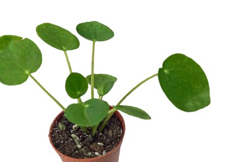 PİLEA PEPEROMİOİDES ÇİN PARA ÇİÇEĞİ ÇİN PARA BİTKİSİ
