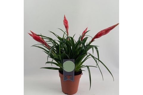 BROMELİA BİTKİSİ