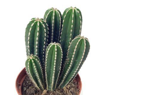 MARGİNATOCEREUS MARGİNATUS KAKTÜS İTHAL