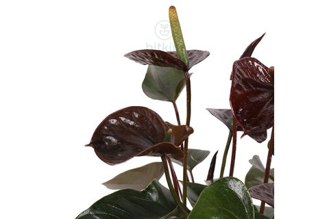 BİTKİM ANTHURİUM 40-50CM ANTORYUM FLAMİNGG ÇİÇEĞİ BORDO