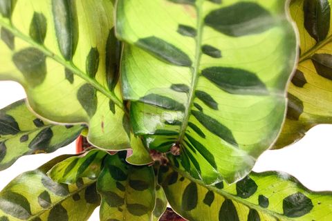 CANLI BİTKİ CALATHEA LANCİFOLİA DUA ÇİÇEĞİ, 30 CM