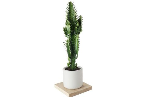 EUPHORBİA RUBRA AFRİKAN SÜT AĞACI 60CM BEYAZ
