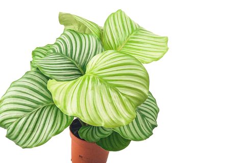 BİTKİ TASARIMI CALATHEA ORBİFOLİA KALATYA DUA ÇİÇEĞİ