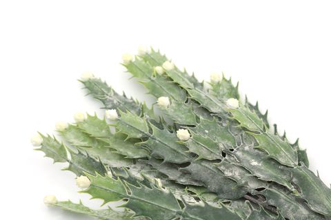 YAPAY ÇİÇEK DEKORATİF BİTKİ 40 CM