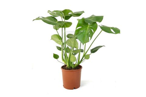 CANLI BİTKİ MONSTERA DELİCİOSA EXTRA DEVE TABANI, 60 CM