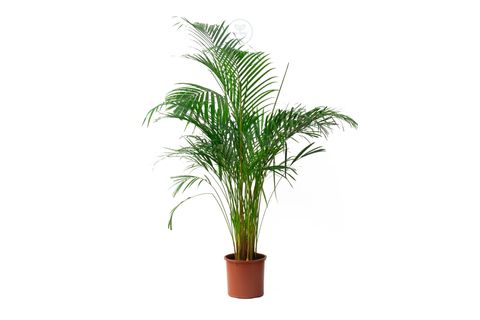 BİTKİM ARECA PALM 120-140 CM AREKA PALMİYESİ