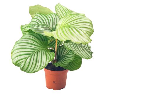 BİTKİ TASARIMI CALATHEA ORBİFOLİA KALATYA DUA ÇİÇEĞİ