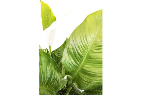 CANLI BİTKİ SPATHİPHYLLUM WALLİSİİ BARIŞ ÇİÇEĞİ, 50-60 CM