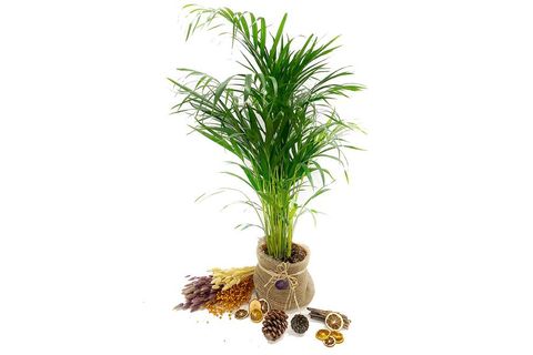 AREKA PALMİYESİ EV BİTKİSİ