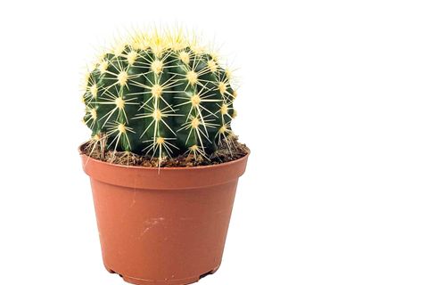 ECHİNOCACTUS GRUSONİİ EKİNO KAKTÜS