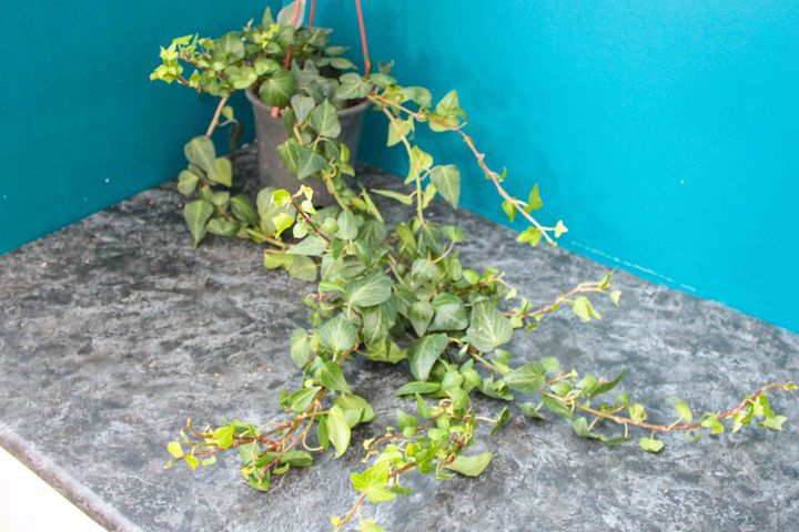 HEDERA HELX SARMAIK DUVAR SARMAII ORMAN SARMAII SALON SARMAII  HAVAYI TEMZLEYEN BTK
